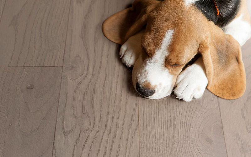 追尋自然的蹤跡,得高Parky環保地板 圖片3 追尋自然的蹤跡,得高Parky環保地板 圖片3