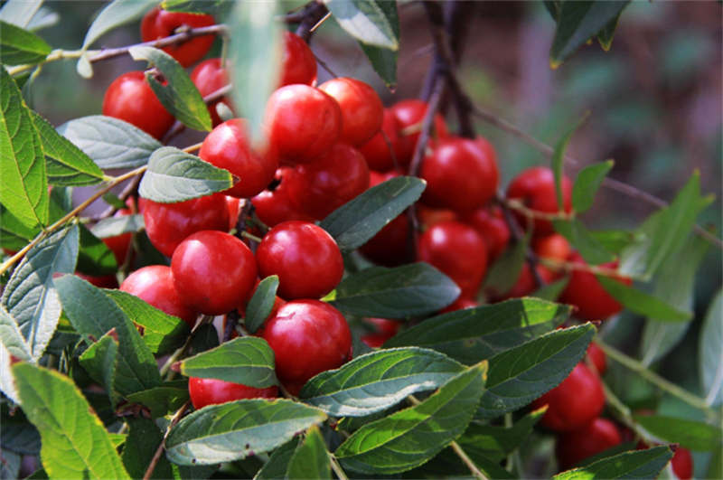 吃足三餐鈣卻只補一半?這些“鈣”念該補補了! image4 吃足三餐鈣卻只補一半?這些“鈣”念該補補了! image4